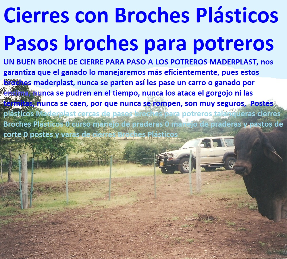 Postes plásticos Maderplast cercas de pasos broches para potreros talanqueras cierres Broches Plásticos 0 curso manejo de praderas 0 manejo de praderas y pastos de corte 0 postes y varas de cierres Broches Plásticos Postes plásticos Maderplast cercas de pasos broches para potreros talanqueras cierres Broches Plásticos 0 curso manejo de praderas 0 manejo de praderas y pastos de corte 0 postes y varas de cierres Broches Plásticos Postes plásticos Maderplast cercas de pasos broches para potreros talanqueras cierres Broches Plásticos 0 curso manejo de praderas 0 manejo de praderas y pastos de corte 0 postes y varas de cierres Broches Plásticos